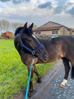 Lieve 14jarige ruin te koop, Dieren en Toebehoren, Paarden, Gechipt, Ruin, Niet van toepassing, 160 tot 165 cm