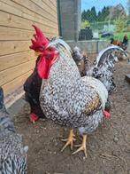 Cream legbar haan, Dieren en Toebehoren, Pluimvee, Mannelijk, Kip