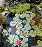 Nénuphar, plante, jeune notropis, Ophalen, Zo goed als nieuw