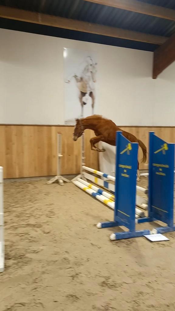 Te koop  2 jarige ruin van Flacco Z, Dieren en Toebehoren, Paarden, Hengst, Z