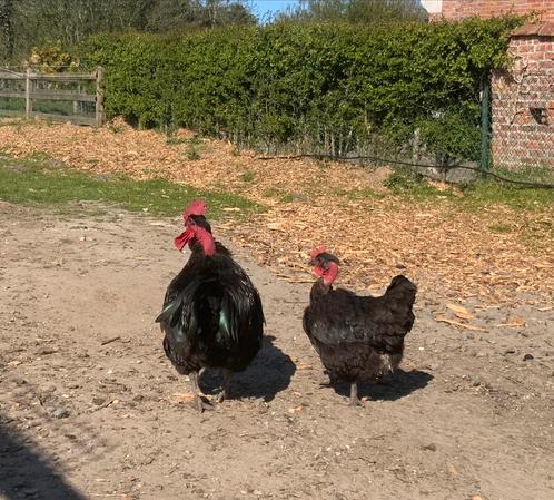 Zwartpootlegkip te koop, Dieren en Toebehoren, Pluimvee