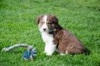 Border collie pups geboren op boerderij, Dieren en Toebehoren, CDV (hondenziekte), Meerdere, 8 tot 15 weken, Meerdere dieren