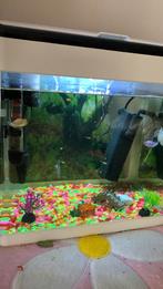 Aquarium, Enlèvement, Comme neuf