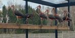 rode ibissen natuurbroed 2023, Dieren en Toebehoren