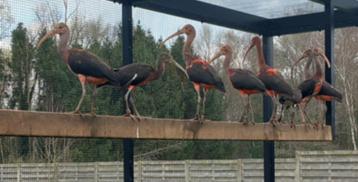 rode ibissen natuurbroed 2023 