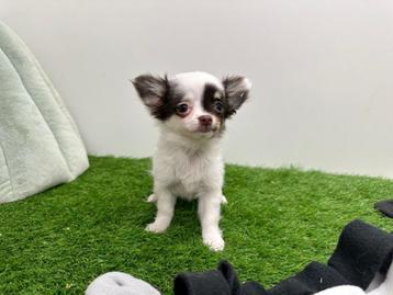 Chihuahua pups beschikbaar voor biedingen