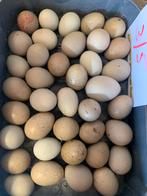 Chinese kwartel eieren