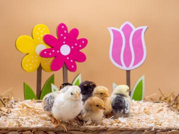 Wyandotte groot kuikens, gesekst en ingeënt, Femelle, Poule ou poulet