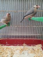 Padda ś Rijstvogels 2 poppen van 2025., Animaux & Accessoires, Femelle, Oiseau tropical