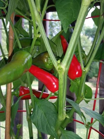 Graines de piment FRESNO (20 pièces), Envoi, Printemps, Plein soleil, Graine