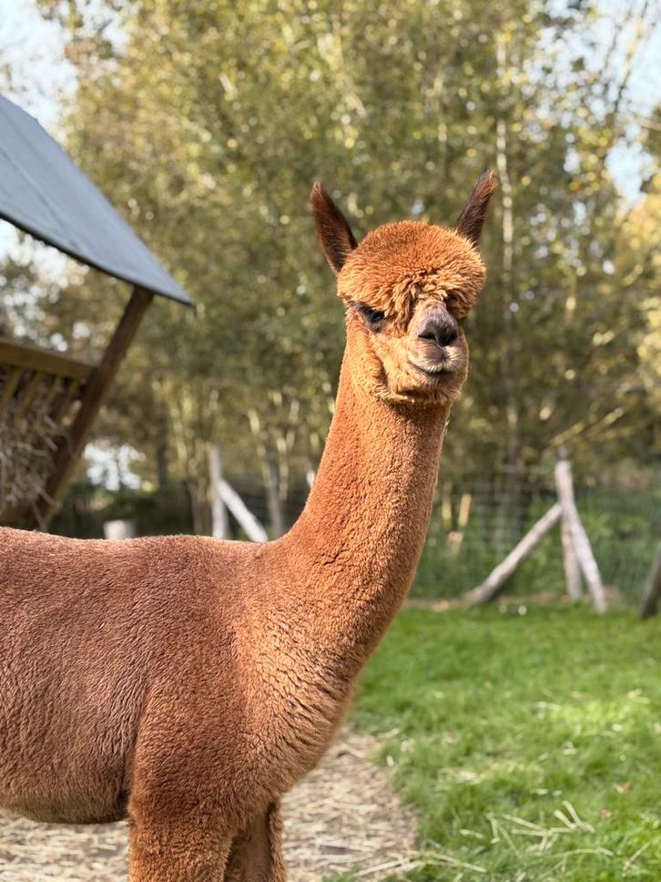Alpaca’s, Dieren en Toebehoren, Overige Dieren, Mannelijk, Juli