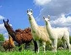 Gevraagd : lamas , jong en volwassen, Dieren en Toebehoren, November, Geslacht onbekend
