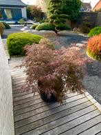 Japanse esdoorn “Acer Palmatum Garnet”, Halfschaduw, Vaste plant, Lente, Overige soorten