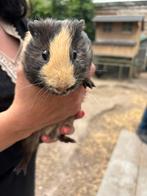 Cavia beertje, Dieren en Toebehoren, Cavia