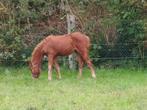 jaarling merrie, Dieren en Toebehoren, Merrie, Minder dan 160 cm, Gechipt, 0 tot 2 jaar