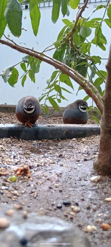 Chinese dwergkwartels 2025, Dieren en Toebehoren, Vogels | Overige Vogels, Tropenvogel, Mannelijk, Geringd