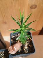 Araucaria angustifolia - Parana den - Brazilië, Overige soorten, Minder dan 100 cm, Groene kamerplant, Halfschaduw