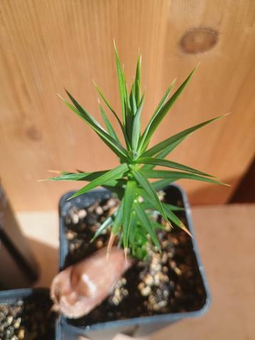 Araucaria angustifolia - Parana den - Brazilië beschikbaar voor biedingen