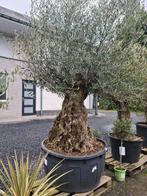 Olijfboom Olea Europaea Bonsai, Jardin & Terrasse, Plantes | Arbres, Enlèvement, Olivier