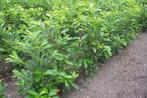 Prunus laurocerasus Caucasica ( laurierkers ), Ophalen, Laurier