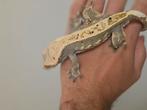 Wimpergekko's, Dieren en Toebehoren, Reptielen en Amfibieën