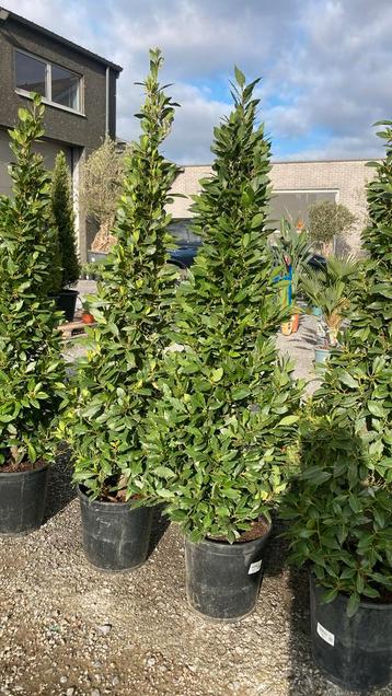 Laurieren pyramide beschikbaar voor biedingen