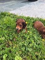 Langharige dwergteckel pups, Dieren en Toebehoren, Honden | Teckels en Dashonden, België, CDV (hondenziekte), 8 tot 15 weken, Dwerg
