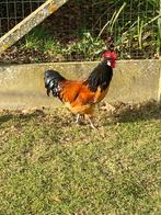 Mooie Vorwerk haan, Mannelijk, Kip