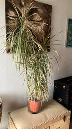 Plant  yuka, Ophalen