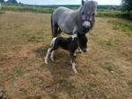 Blauwschimmel merrie met bont merrieveulen, Dieren en Toebehoren, Pony's, Merrie, Gechipt