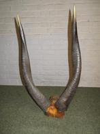 Antiloop gewei, Ophalen of Verzenden, Gebruikt, Wild dier, Gewei of Kop