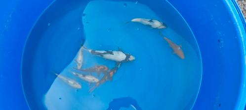 4 laatste kleine Japanse koi s, Dieren en Toebehoren, Vissen | Vijvervissen, Karper of Koi