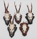 OPRUIMING : 5 x REE GEWEI op schild - deels met kaakdeeltjes, Collections, Collections Animaux, Enlèvement ou Envoi, Utilisé, Cerf