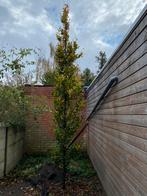 Zuilbeuk 5m hoog stamomtrek 18cm GRATIS, Tuin en Terras, Ophalen