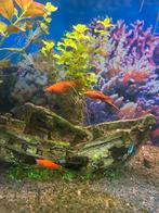 Aquarium vissen, Dieren en Toebehoren, Vis, Zoetwatervis