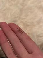 Nymphes, branches ambulantes indiennes, Phasme