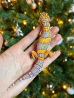 Bell albino luipaardgekko man, Dieren en Toebehoren, Reptielen en Amfibieën, Hagedis, Tam, 0 tot 2 jaar