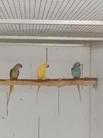 Raszuivere Alexanders te koop