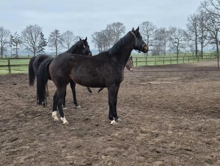 2 leuke merrie's, Animaux & Accessoires, Poneys, Jument, B