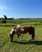 Pony, Animaux & Accessoires, Chevaux, 11 ans ou plus, Moins de 160 cm, Ne s'applique pas, Cheval de récréation
