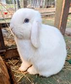 Lieve en tamme minilop voedster blauwe ogen, Dieren en Toebehoren, Konijnen, Vrouwelijk, Dwerg, Hangoor, 0 tot 2 jaar