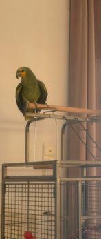 Papegaai Amazone Blauwe voorhoofd, Dieren en Toebehoren