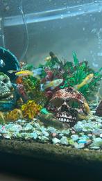 baby guppy's, Dieren en Toebehoren, Vis, Zoetwatervis
