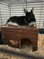 Dwerg konijn (gratis), Dieren en Toebehoren, Knaagdieren en Konijnen | Hokken en Kooien, Ophalen, Hok, Konijn