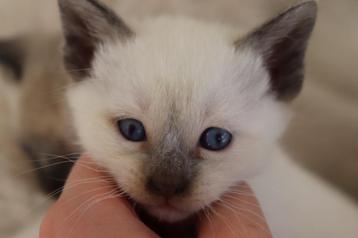 Prachtige siamese thai kittens beschikbaar, Dieren en Toebehoren, Katten en Kittens | Raskatten | Korthaar, Meerdere dieren, Gechipt