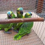 3 baby Geelschouder-blauwvoorhoofd-amazone-papegaaien-tam., Geslacht onbekend, Papegaai, Pratend