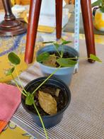 Pilea peperomioides, Enlèvement