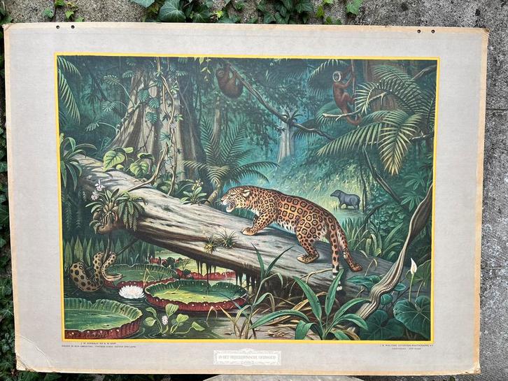 Dubbelzijdige schoolplaat oerwoud Borneo M.A. Koekkoek, Antiek en Kunst, Antiek | Schoolplaten, Natuur en Biologie, Ophalen