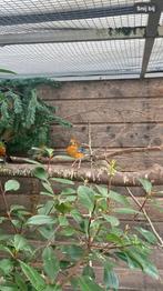 Damalijster man, Dieren en Toebehoren, Vogels | Overige Vogels, Geringd