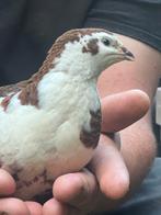 Celadon kwartel haan